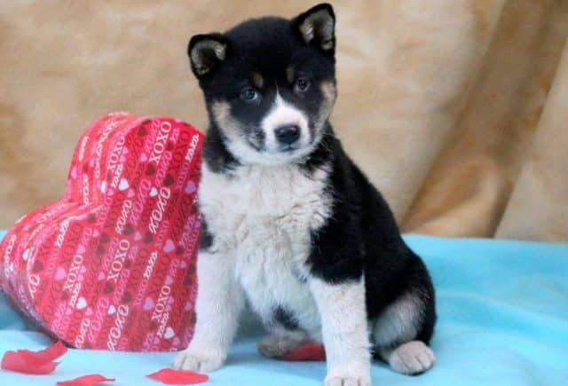 Shiba-2.jpg