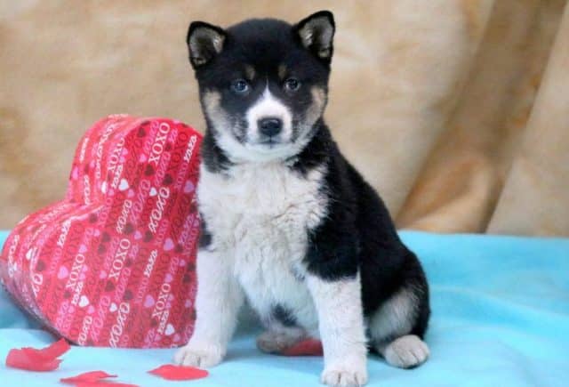 Shiba-3.jpg