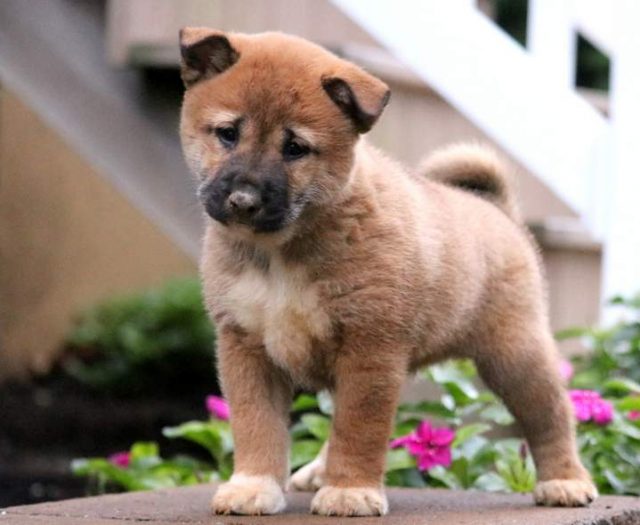 Shiba Inu puppies for sale