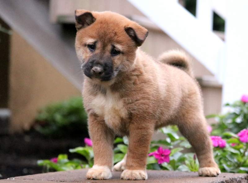 blue heeler shiba inu mix