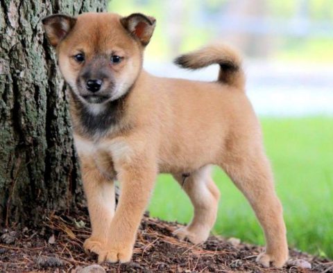 Shiba Inu Mix