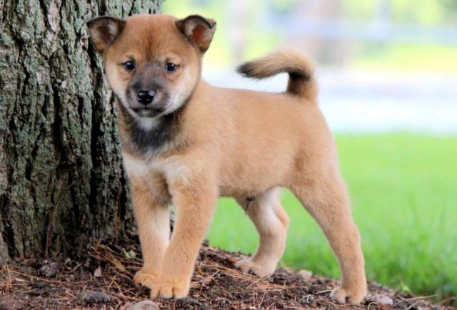 Shiba Inu Mix puppies for sale