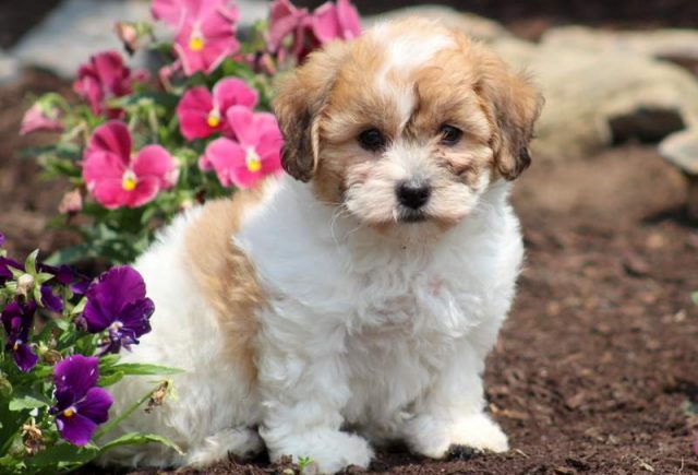 shichon puppies for sale