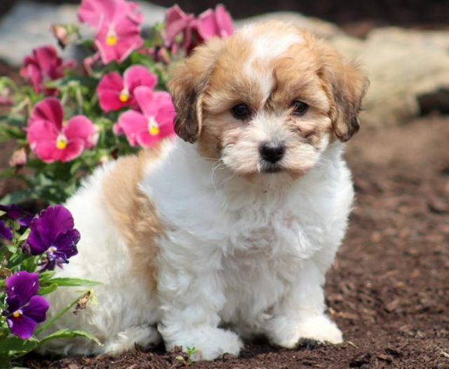 Shichon Puppies