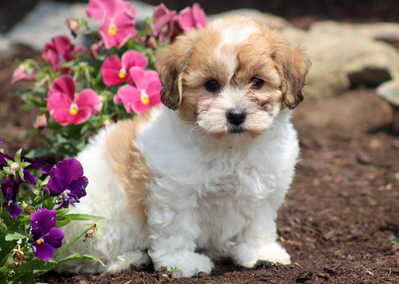 Shichon (Teddy Bear) Puppies For Sale | Puppy Adoption ...