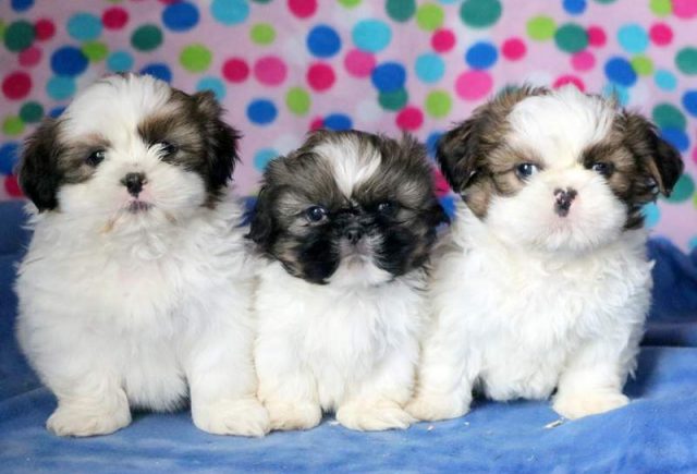 Shih-Tzu-Puppies.jpg