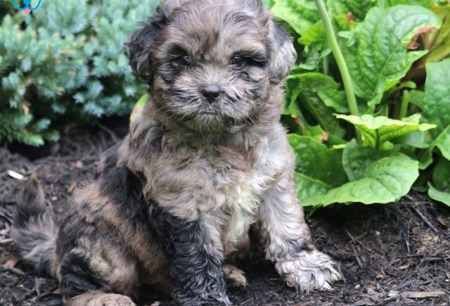 shihpoo puppies for sale