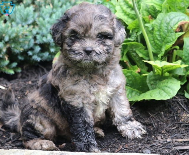 black and white shih poo puppies