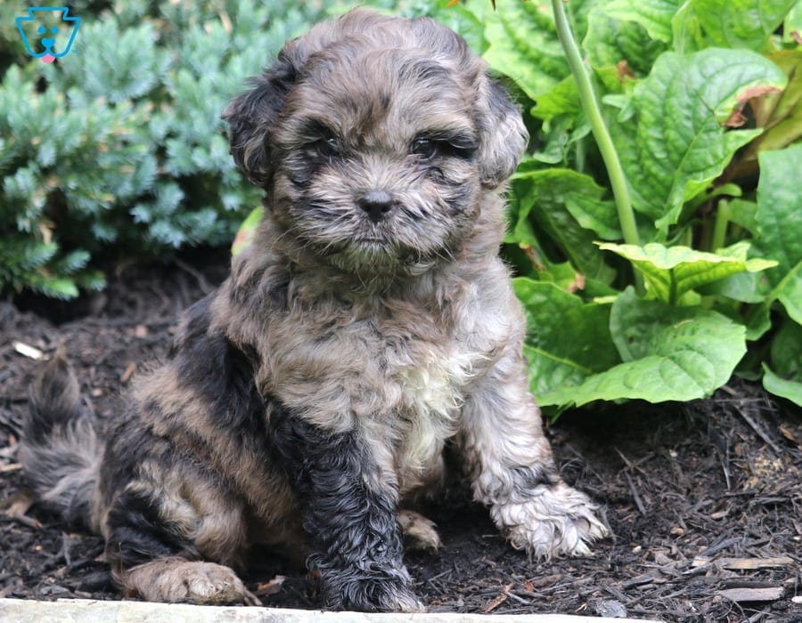 mini shih poo puppies