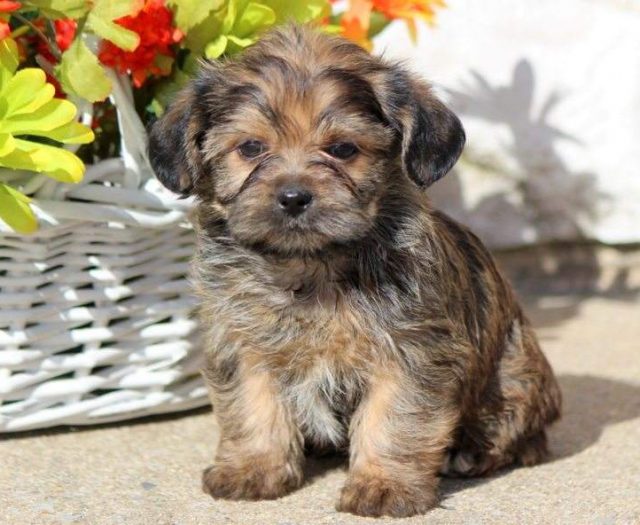 shorkie puppies for sale