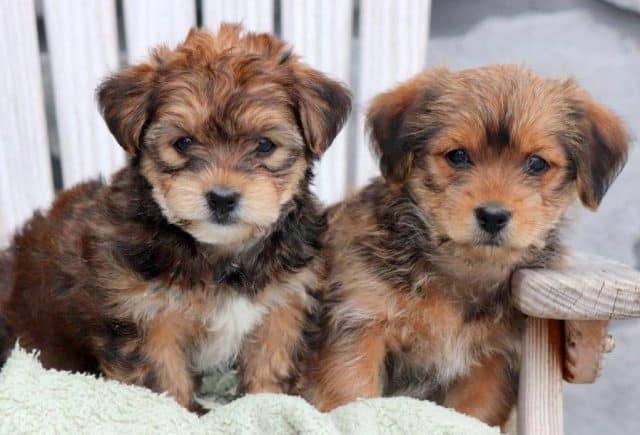 Shorkie-Group.jpg