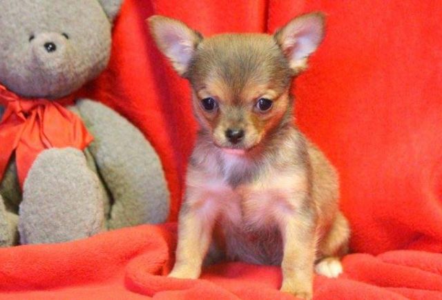 Shy-Girl-Chihuahua-e1519080204265.jpg