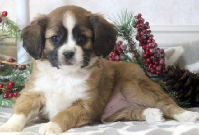 Shylo-Cavalier-Mix-e1519230717411.jpg