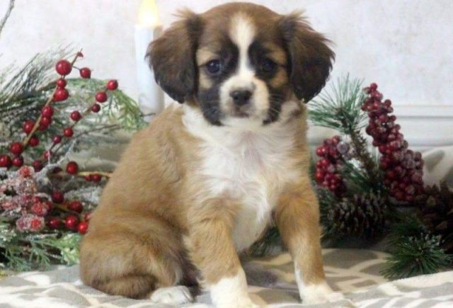 Shylo-Cavalier-Mix2-e1519230711833.jpg