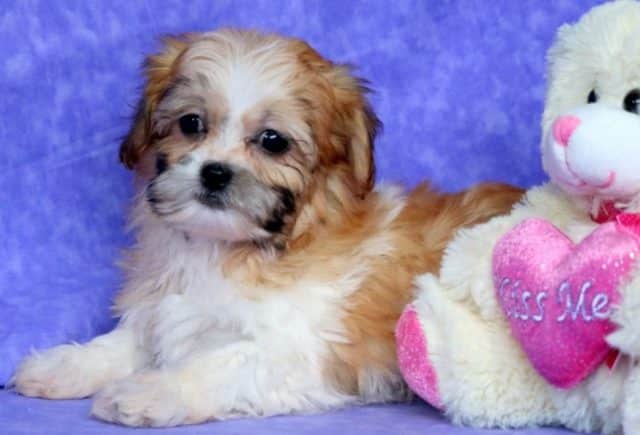 Sierra-Shichon2.jpg
