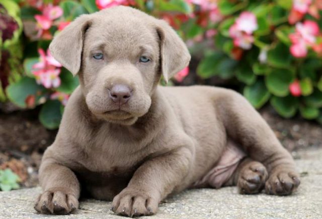 Silver Labrador Retriever puppies for sale