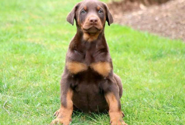 Simba-Doberman-Pinscher2.jpg
