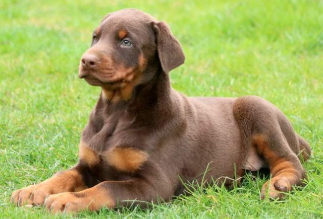 Simba-Doberman-Pinscher3.jpg