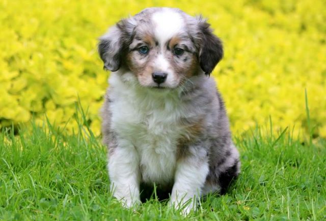 Simba-Miniature-Australian-Shepherd-1.jpg