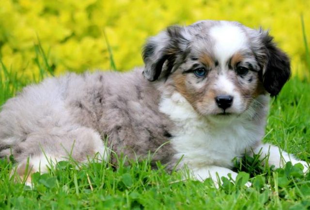 Simba-Miniature-Australian-Shepherd-2.jpg