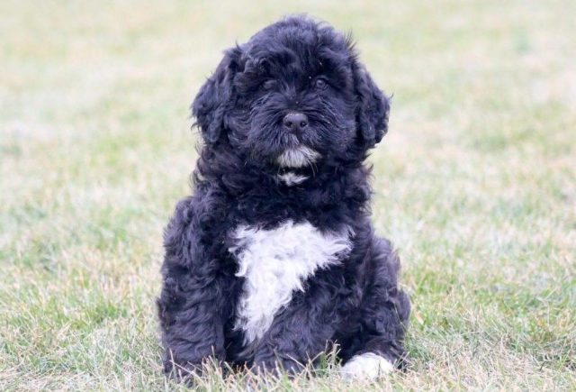 Simpson-Portuguese-Water-Dog-Retake.jpg