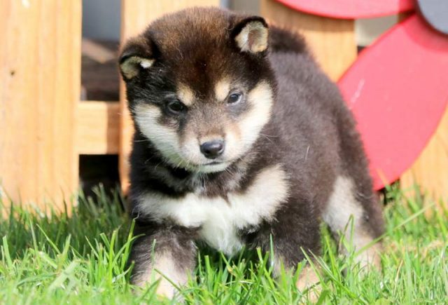Sir-Williams-Shiba-Inu-1.jpg
