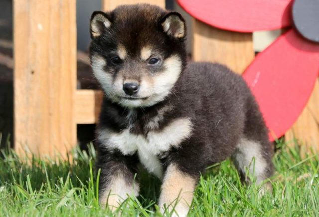 Sir-Williams-Shiba-Inu-2.jpg