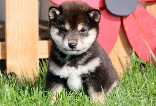 Sir-Williams-Shiba-Inu-3.jpg