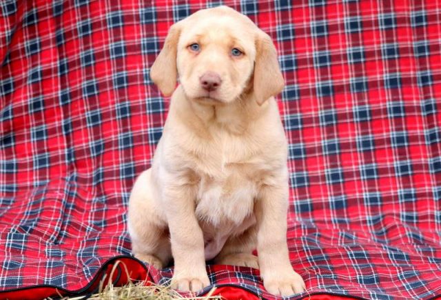 Sissy-Fox-Red-Labrador-Retriever-2.jpg