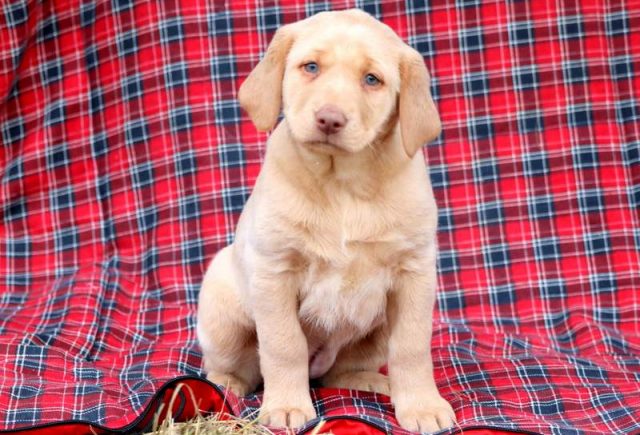 Sissy-Fox-Red-Labrador-Retriever.jpg