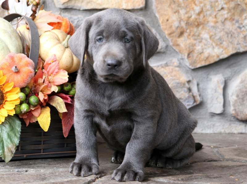 Charcoal Lab Puppies Colorado Kuchenlampe Ideen Lab Bei