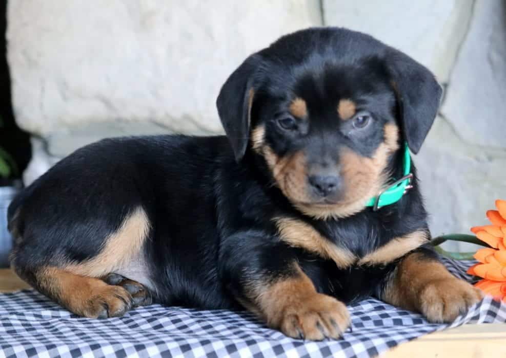 skipper puppy skipper puppy