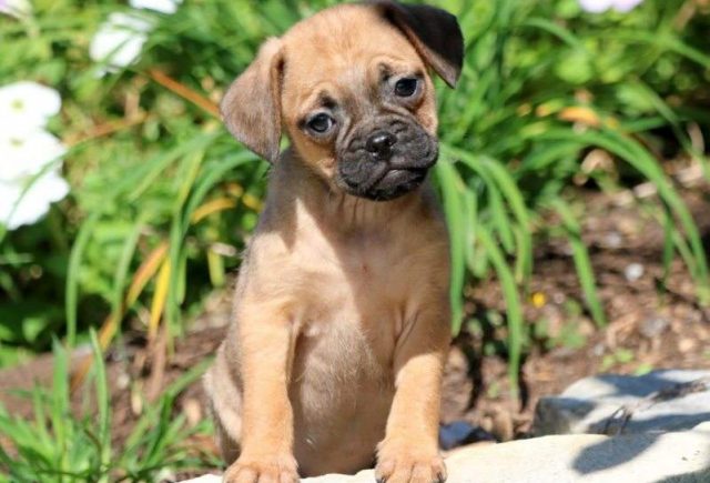 Skippy-Puggle-e1519324873127.jpg