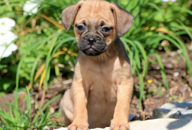 Skippy-Puggle2-e1519324879515.jpg