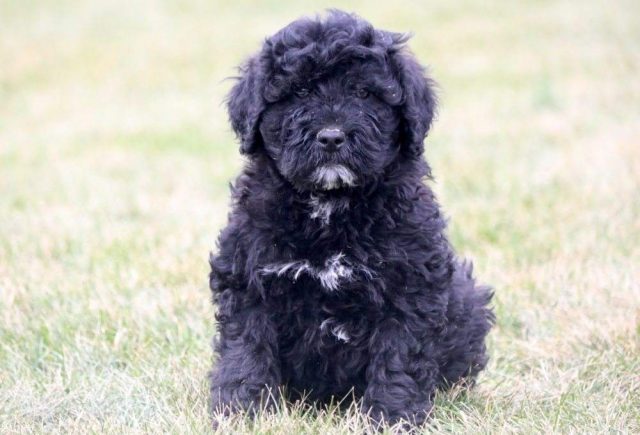Skittles-Portuguese-Water-Dog-Retake.jpg
