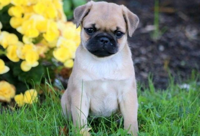 Sky-Pug-Mix-e1519318740816.jpg