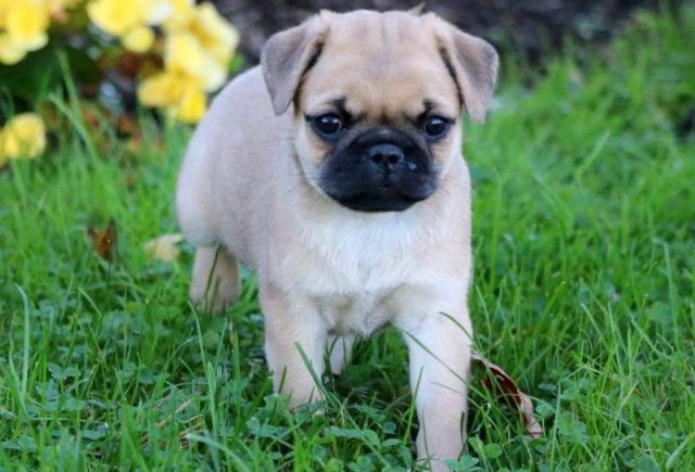 Sky-Pug-Mix2-e1519318746643.jpg
