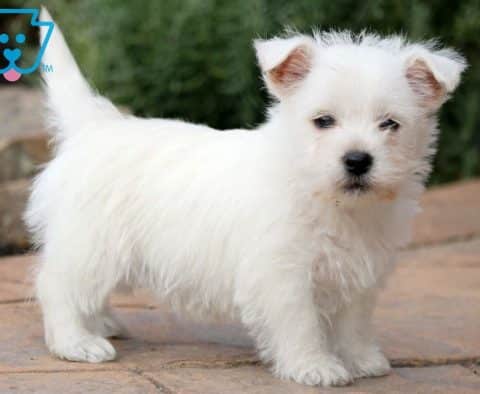 Sky-West-Highland-Terrier-Dog-Breed-AKC