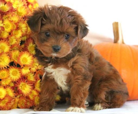 Skyler-Yorkiepoo-Designer-Breed-Dog-Yorkie-Poodle-ACHC-IDCR-ICA