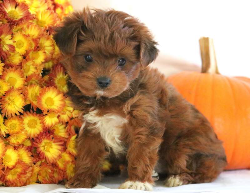 Skyler Yorkiepoo Puppy For Sale Keystone Puppies