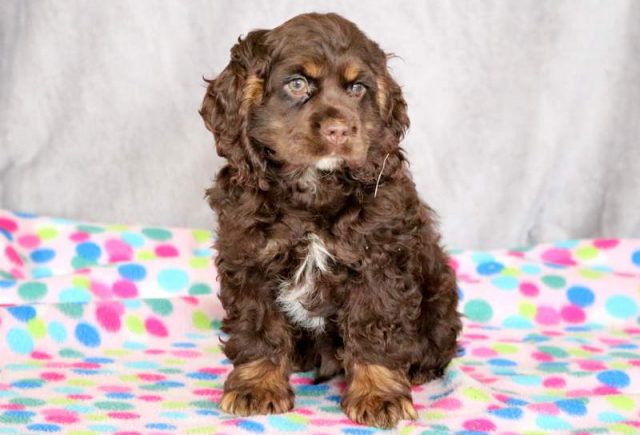 Smore-Cocker-Spaniel-1.jpg