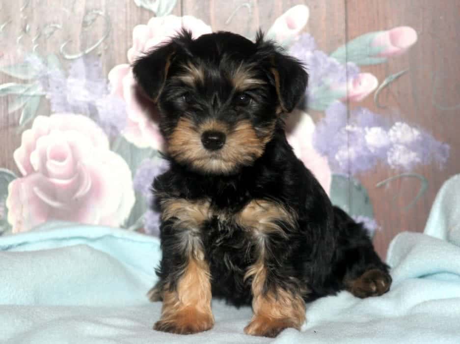 yorkie mixed with a schnauzer