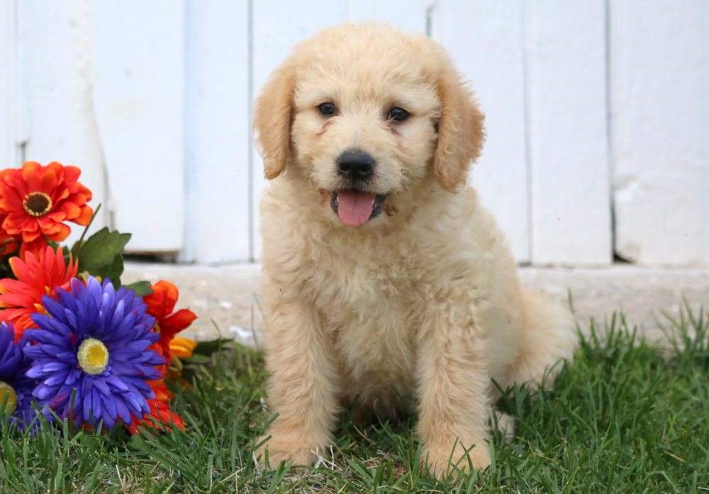 Snowball Labradoodle Puppy For Sale Keystone Puppies