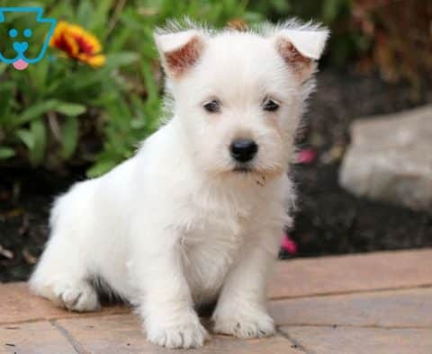 Snowball-West-Highland-Terrier-Dog-Breed-AKC