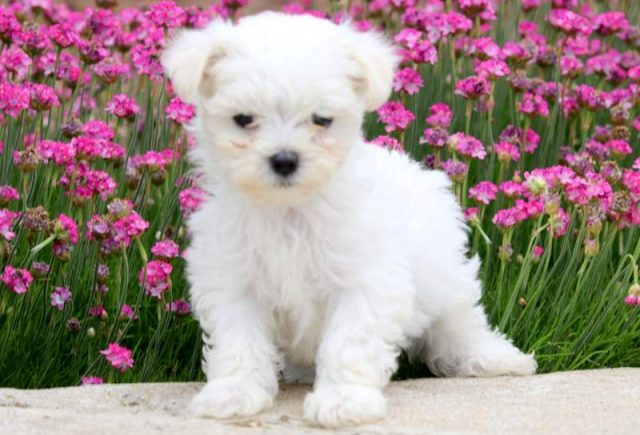 Snowflake-Maltese-1.jpg
