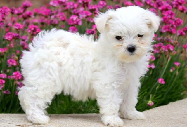 Snowflake-Maltese-2.jpg
