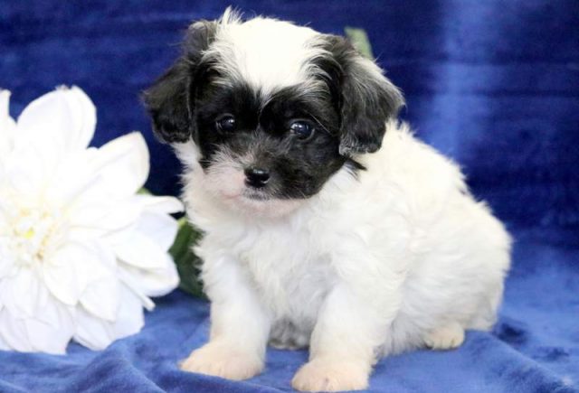 Socks-Shichon-1.jpg