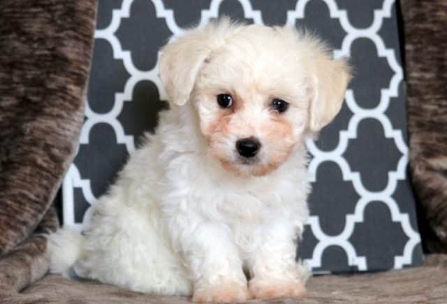 Sonny-Bichon.jpg