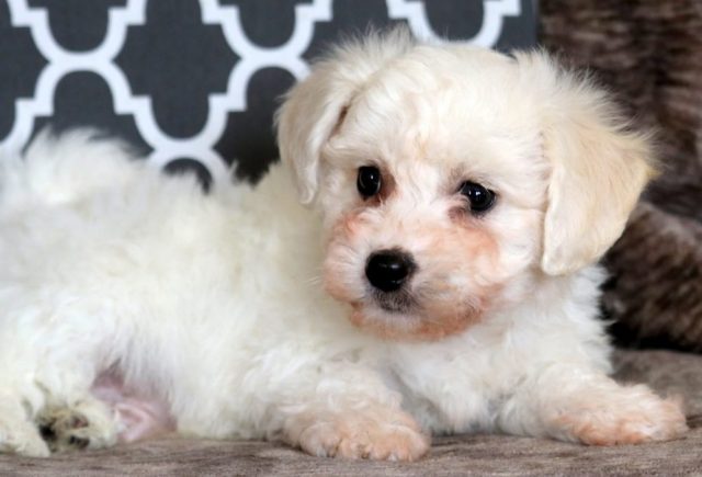 Sonny-Bichon2.jpg