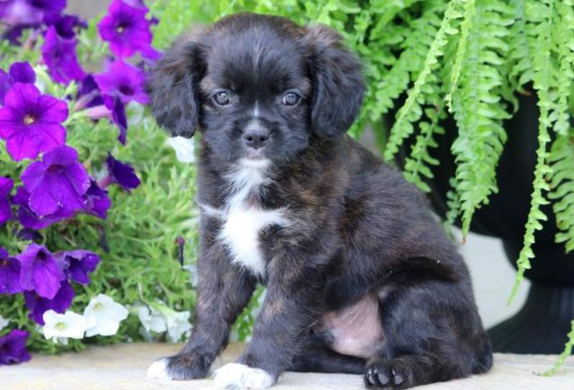 Sonny-Cavalier-Mix.jpg